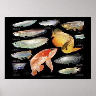 Arowanaた の ポ ス タち poster