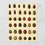 Array of Ladybirds Postkarte<br><div class="desc">Illustration of a monograph from Georgiy Jacobson's "Beetles Russia and Western Europe". 1905 - 1915. Drawn by O. Somina (Begriffsklärung)</div>