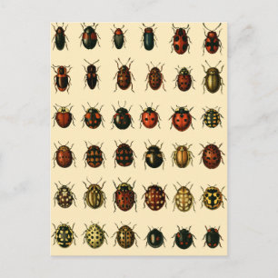 Array of Ladybirds Postkarte