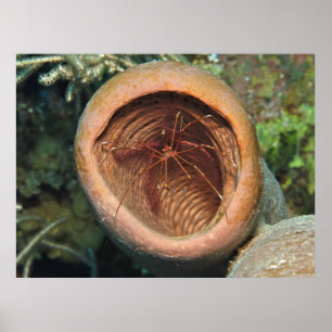 Arrow Crab in einem Fass Poster