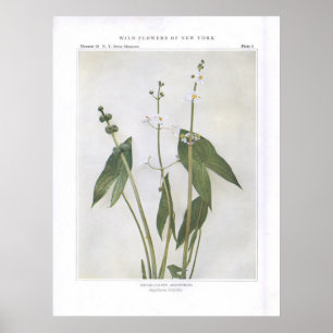 Arrowhead-Leaved - Sagittaria latifolia Poster
