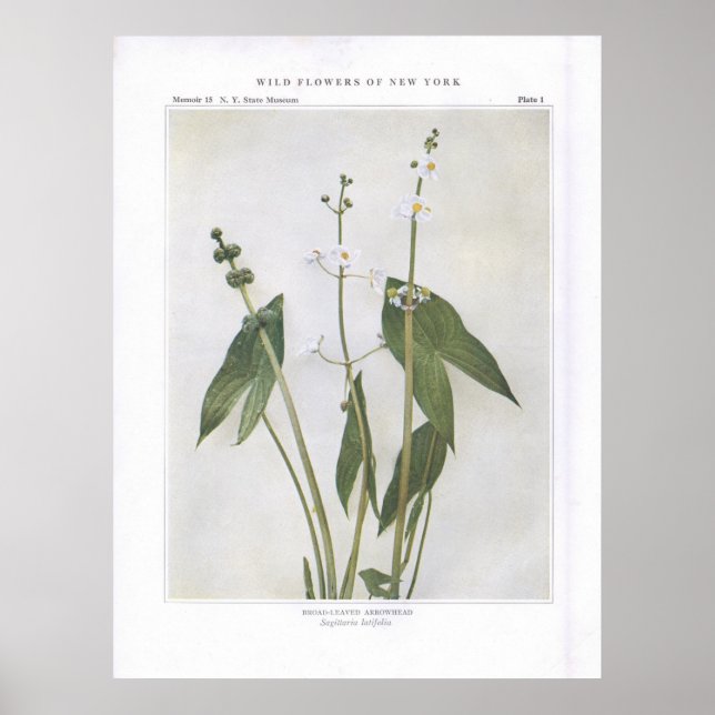 Arrowhead-Leaved - Sagittaria latifolia Poster (Vorne)