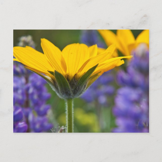 Arrowleaf Balsam Root and Lupine in Spring Bloom Postkarte (Vorderseite)