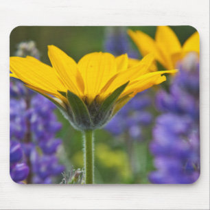 Arrowleaf Balsam Root und Lupine im Frühjahr Bloom Mousepad