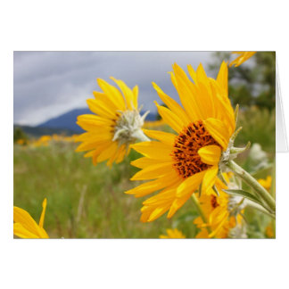 Arrowleaf Balsamroot