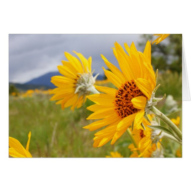 Arrowleaf Balsamroot (Vorderseite (Horizontal))