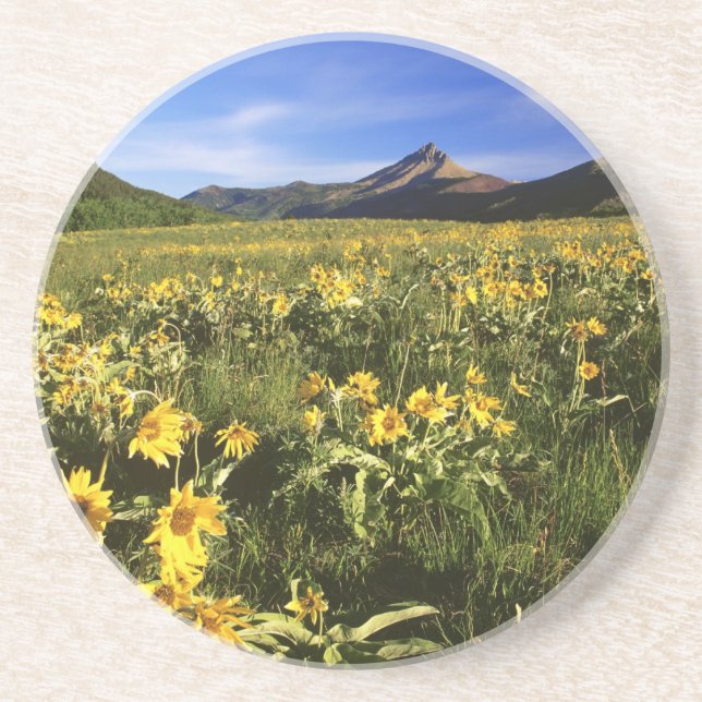 Arrowleaf Balsomroot bedeckt die Prärie mit Untersetzer (Vorne)