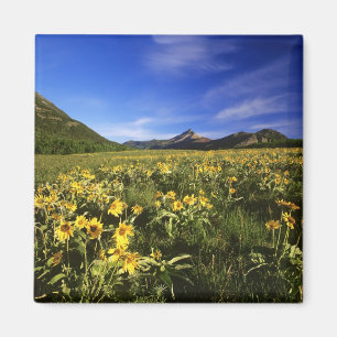 Arrowleaf balsomroot bedeckt mit magnet