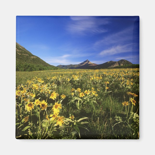 Arrowleaf balsomroot bedeckt mit magnet (Vorne)