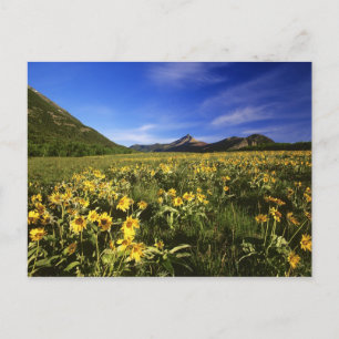 Arrowleaf balsomroot bedeckt mit postkarte