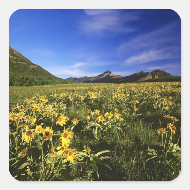 Arrowleaf balsomroot bedeckt mit quadratischer aufkleber (Vorderseite)