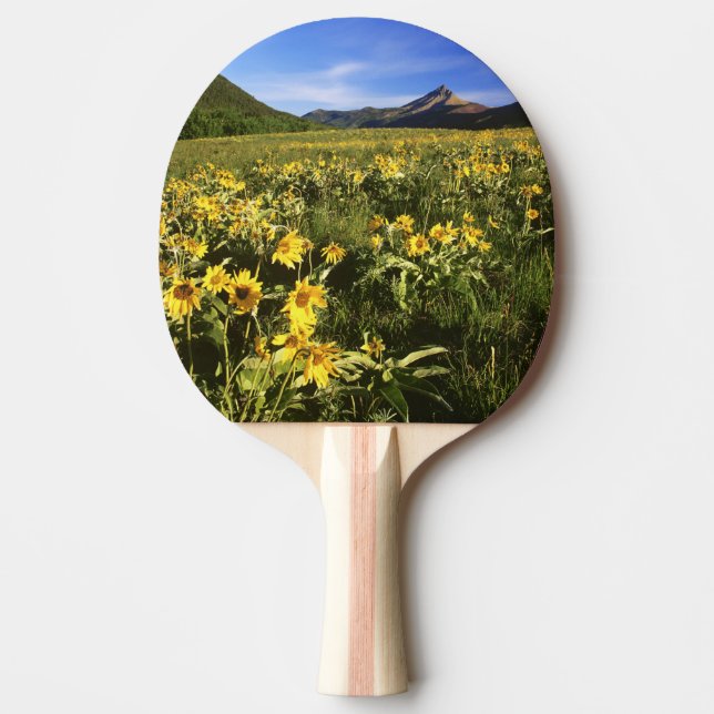 Arrowleaf balsomroot bedeckt mit tischtennis schläger (Vorderseite)