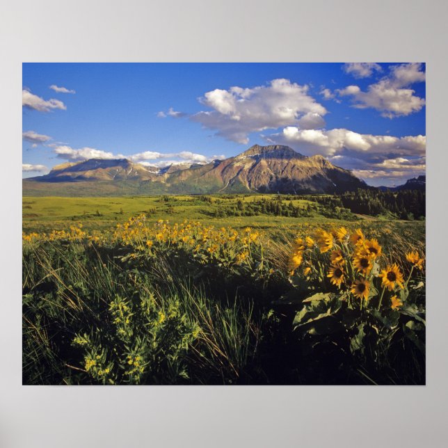 Arrowleaf balsomroot Wildblumen in Waterton Poster (Vorne)