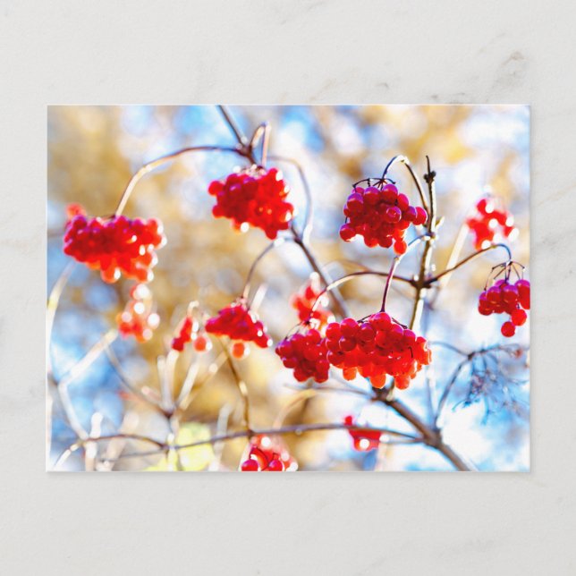 Arrowwood Berries Postkarte (Vorderseite)