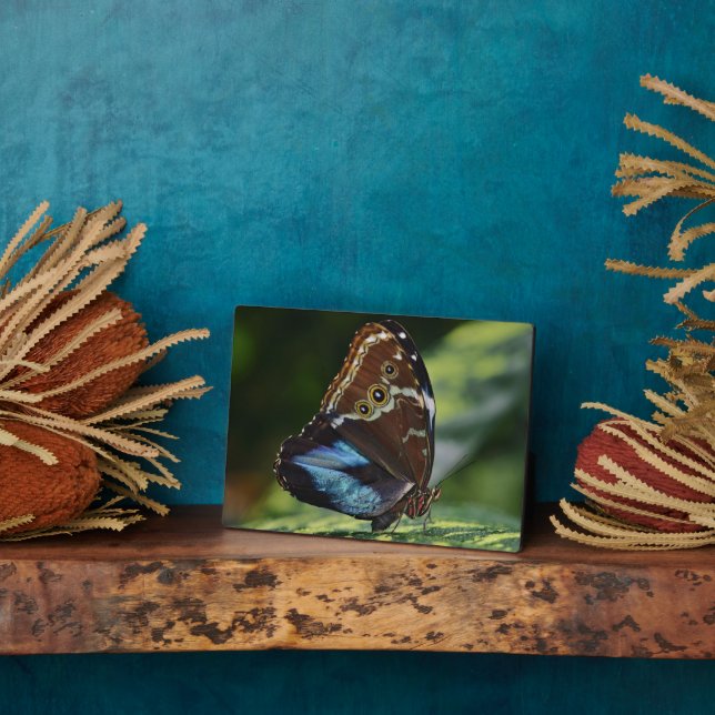 Art Deco Plaque-Butterfly Plaque Fotoplatte (Seite)