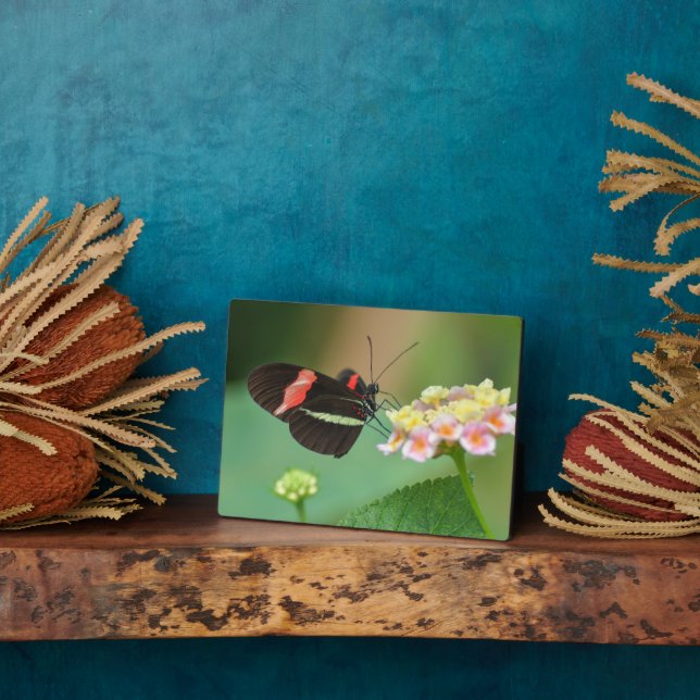 Art Deco Plaque-Butterfly Plaque Fotoplatte (Seite)