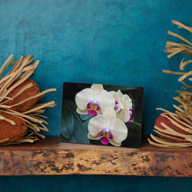 Art Deco Plaque-Orchid Blume Plaque Fotoplatte (Seite)