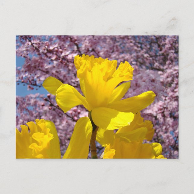 Art Postkarte Blumenfrühlingsblütenfrüchte Dickdar (Vorderseite)