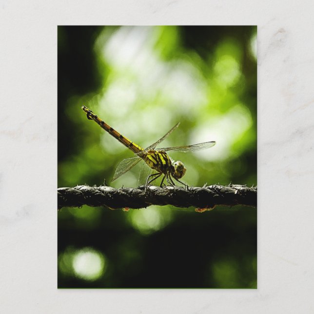 Art - Postkarten (Vorderseite)