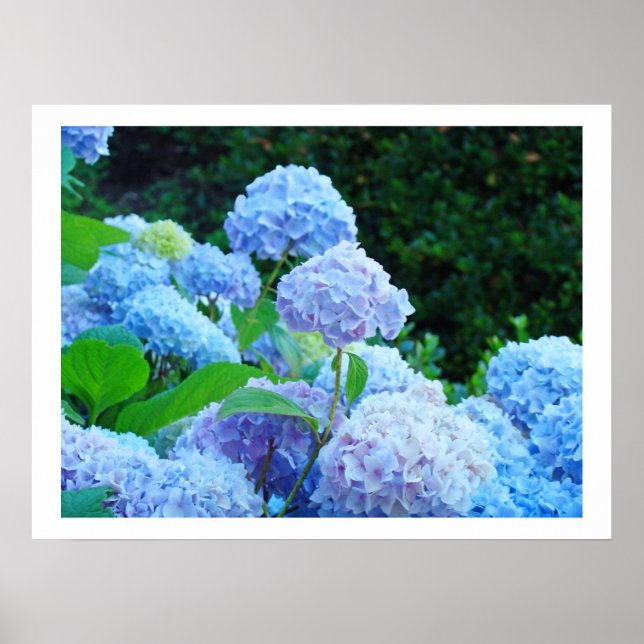 Art Prints Decorative Blue Hydrangea Blume Flora Poster (Vorne)