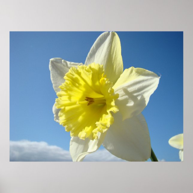 ART PRINTS Yellow Daffodic Blume Leinwand Kunstwer Poster (Vorne)