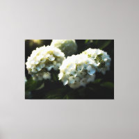 *~* Art White Hydrangea TV2 Stretched Canvas Print