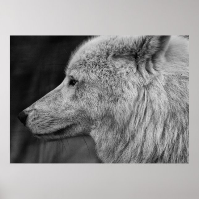 Artc Wolf Poster (Vorne)