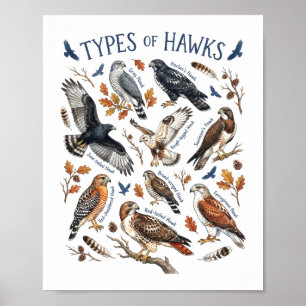 Arten von Habichten Aquarell Vogel Wildlife-Kunst Poster
