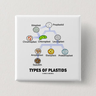 Arten von Plastids Button