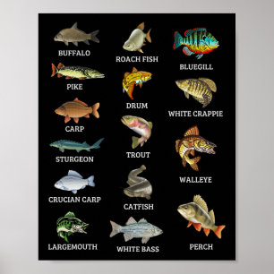 Arten von Süßwasserfischen Fischarten, die Fischer Poster