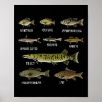 Arten von Süßwasserfischen Sorten Spezies Angeln 