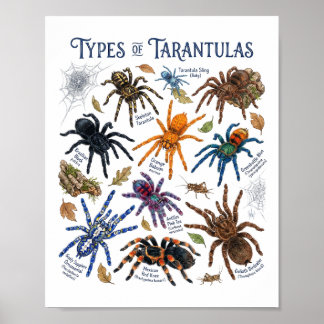 Arten von Taranteln Wasserfarben Spinnenkunst Poster