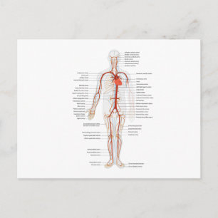 Arterielles System des menschlichen Kreislaufs nac Postkarte