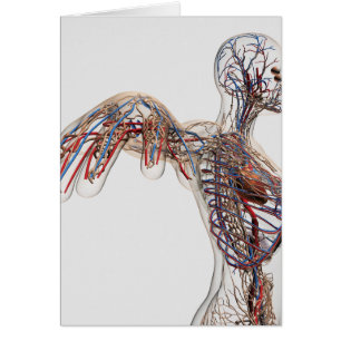 Arterien, Adern und Lymphsystem 2