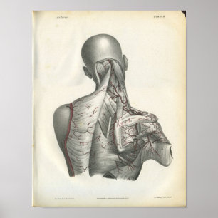 Arterien der Rückanatomie Druck Poster
