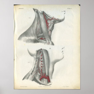Arterien der Wirbelsäule Neck Anatomie Print Poster