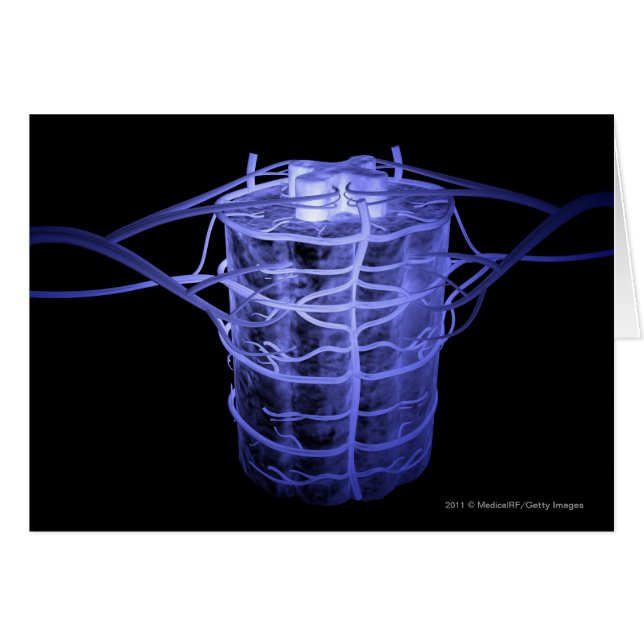 Arterien, die Teil der Wirbelsäule umgeben (Vorderseite (Horizontal))