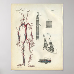 Arterien Herz Vintage Anatomie Druck Poster