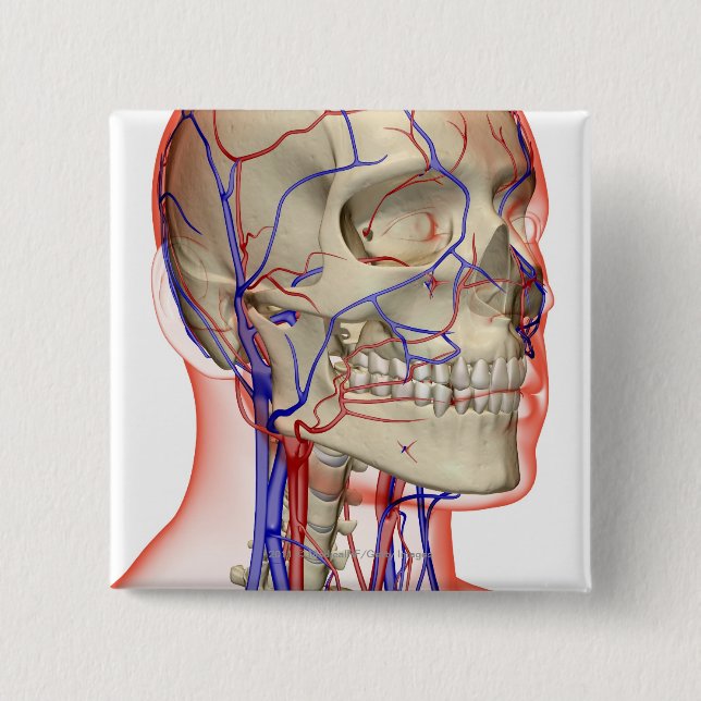 Arterien und Adern im Kopf und im Hals Button (Vorderseite)