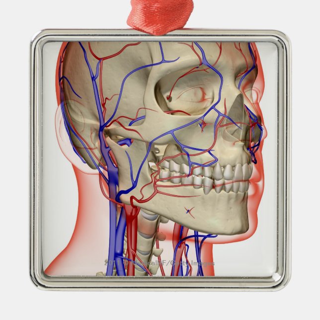 Arterien und Adern im Kopf und im Hals Ornament Aus Metall (Vorne)