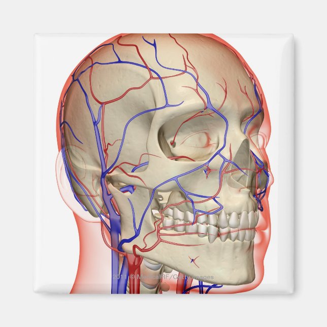 Arterien und Venen im Kopf und Hals Magnet (Vorne)