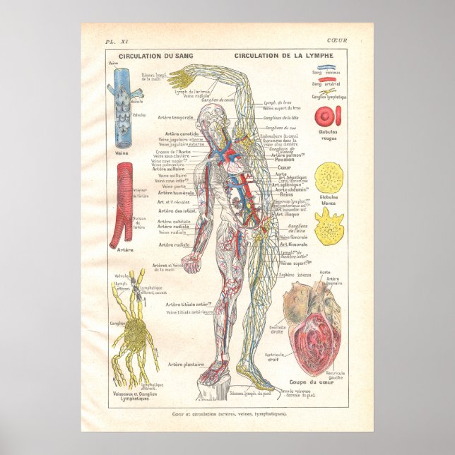 Arterien, Venen Lymphatik Anatomie Poster Französi (Vorne)