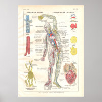 Arterien, Venen Lymphatik Anatomie Poster Französi
