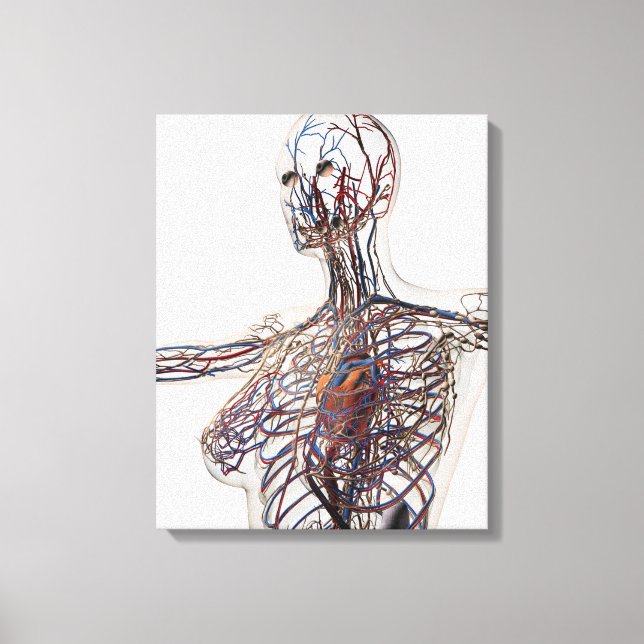 Arterien, Venen und Lymphsystem 1 Leinwanddruck (Vorderseite)