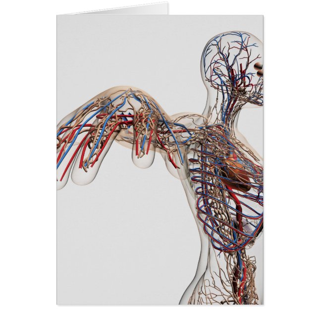 Arterien, Venen und Lymphsystem 2 (Vorne)