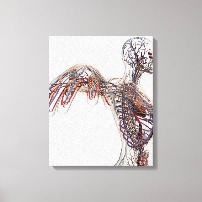 Arterien, Venen und Lymphsystem 2 Leinwanddruck (Vorderseite)