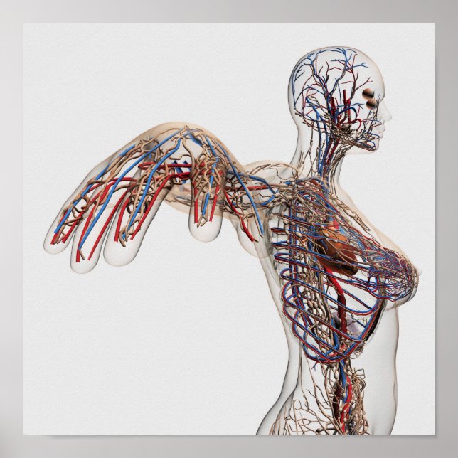 Arterien, Venen und Lymphsystem 2 Poster (Vorne)