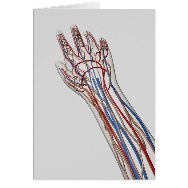 Arterien, Venen und Lymphsystem 3 (Vorne)