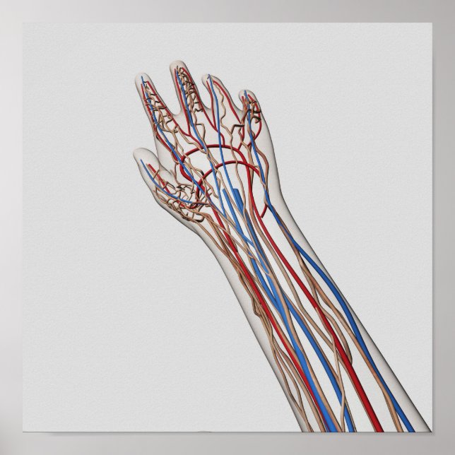 Arterien, Venen und Lymphsystem 3 Poster (Vorne)