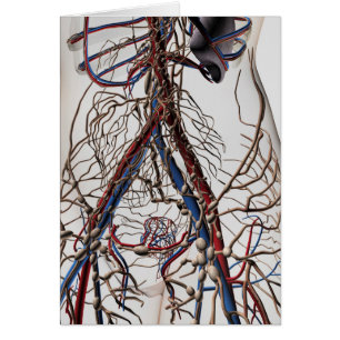Arterien, Venen und Lymphsystem 4